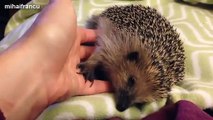 Funny And Cute Hedgehog Videos Compilation 2015   NEW
