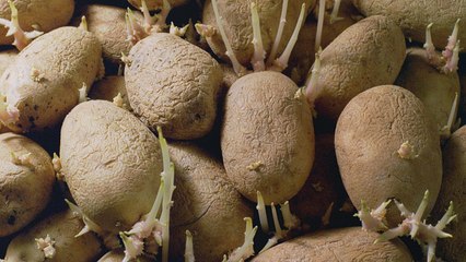Can You Eat Wrinkled Potatoes?