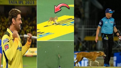 IPL 2023 Charlie Dog ఎంట్రీ..Ms Dhoni రియాక్షన్ ఇదీ CSK Vs LSG | Telugu OneIndia