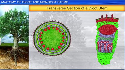 6. Anatomy of dicot and monocot stems