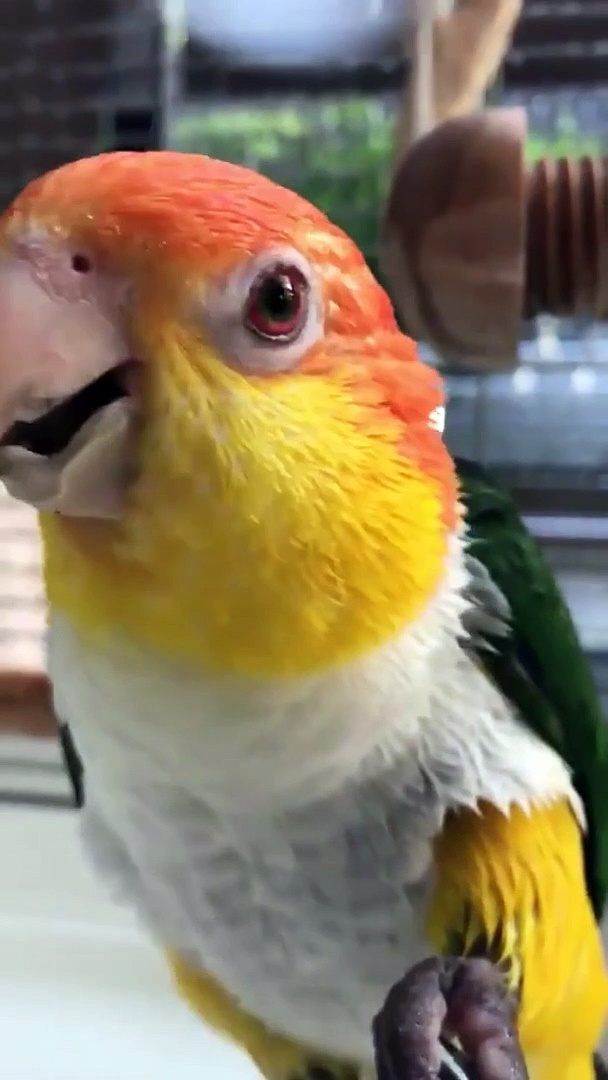 Parrot Eating Meal | Love Parrot | Beautiful Bird