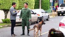 ext-perros-policia-030423