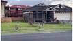 Kangaroos Seen 'Tidying Up' a Front Yard