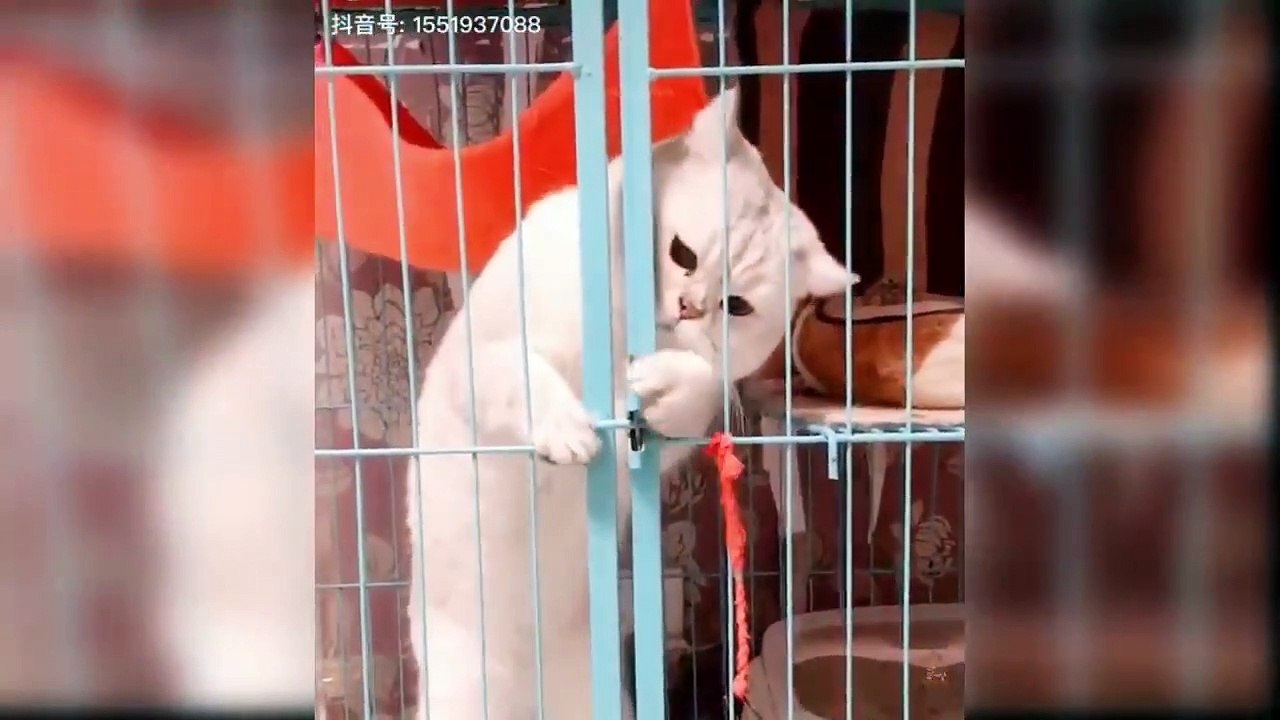 Baby Cats - Cute and Funny Cat Videos Compilation #60 _ Aww Animals