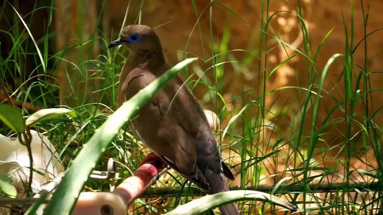 Birds love