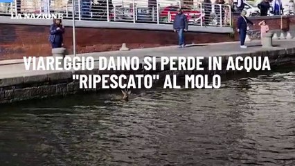 Viareggio Daino si perde in acqua.  "Ripescato" al molo