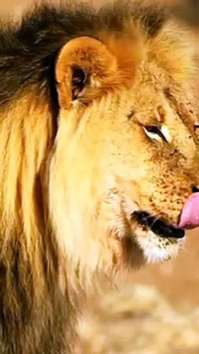 Lion attitude video