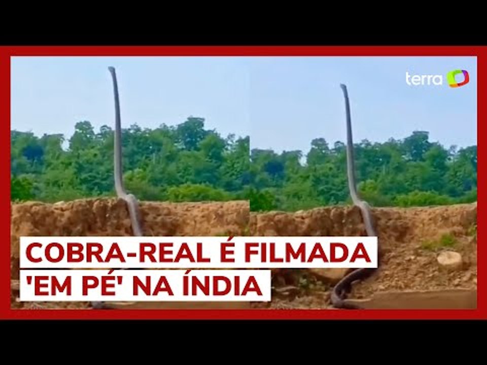 Agente florestal registra cobra mais comprida e venenosa do mundo e impressiona internautas