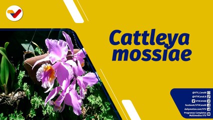 Punto de Encuentro | Flor Nacional Cattleya Mossiae