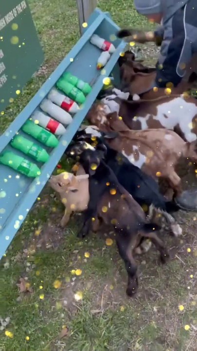 "Nature's Playground: Amazing Animal Interactions in the Wild"