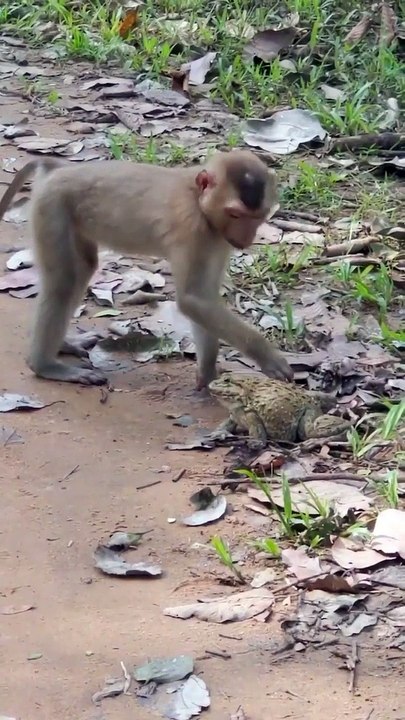 "Laugh Out Loud: Hilarious and Entertaining Video Compilation