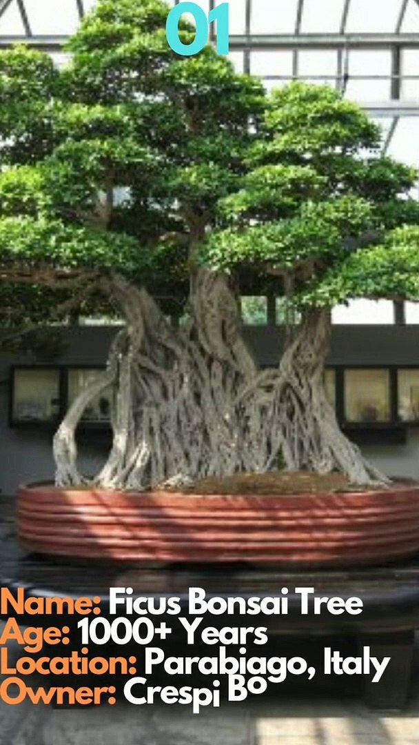 Top 5 oldest Bonsai Trees in the world - video Dailymotion