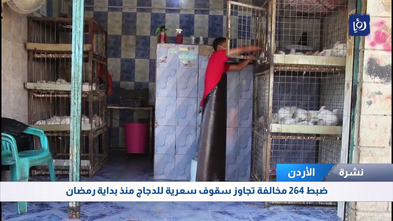 ضبط 264 مخالفة تجاوز سقوف سعرية للدجاج منذ بداية رمضان