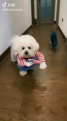 funny doge video | funny dog | funny dog video | funny video 2023