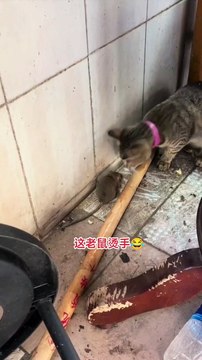 funny cat fight for Rat | funny animal video | funny cats | funny cat