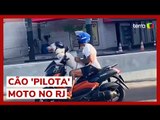 Cachorro é flagrado 'pilotando' moto em avenida no Rio de Janeiro