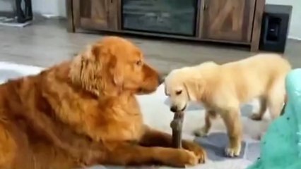 Funny Cats Playing And Fight Ever Funny Kittns