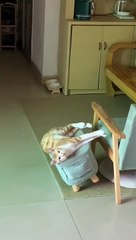 funny cat video | funny animal video | funny clip 2023 2023