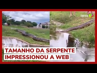 Sucuri gigante passeia perto de moradores em Bonito (MS)