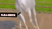 beautiful white horse #equestrian  #viral #shorts  | kamran desi life
