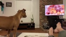 Un chien pleure en regardant Le Roi Lion