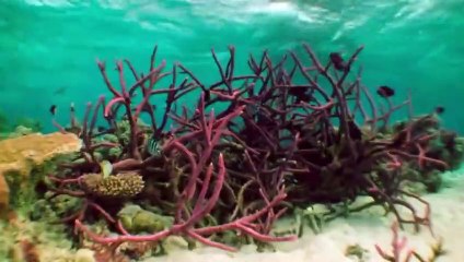 Playing with Sharks- The Valerie Taylor Story (2021) Watch HD