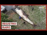Maior peixe do mundo, tubarão-baleia é encontrado morto no Espírito Santo