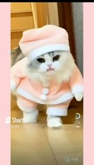 cat walk  #viral #shorts #cat | kamran desi life