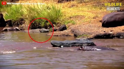 15 Best Moments HIPPO Vs CROCODILE You've Never Seen Before - Wildlife Moments