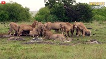 15 Brutal Moments HYENAS Steal Prey Caught On Camera - Wildlife Moments