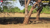 15 Brutal Moments Wild Dog Vs Other Predator You've Never Seen - Wildlife Moments