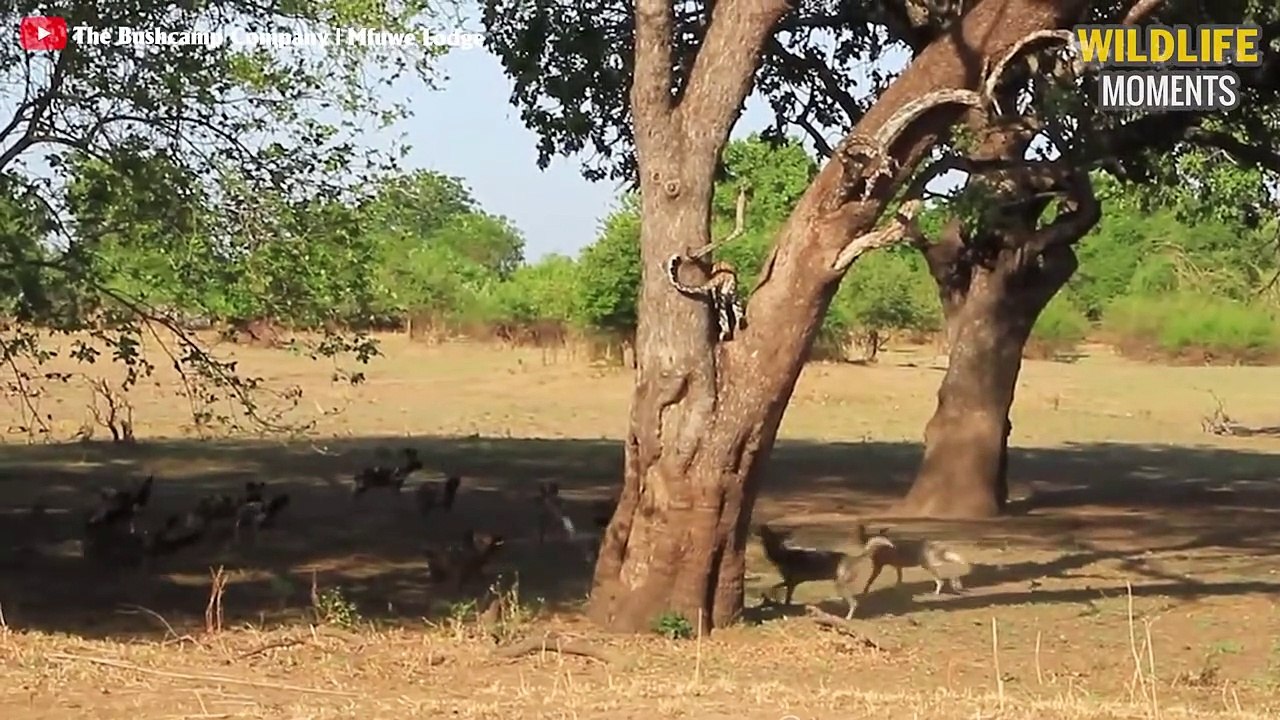 15 Brutal Moments Wild Dog Vs Other Predator You've Never Seen - Wildlife Moments