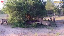 15 Craziest Moments HYENA Vs LION You've Never Seen - Wildlife Moments