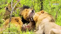 45 BRUTAL FIGHT LION VS HYENA YOU NEVER SEEN BEFORE