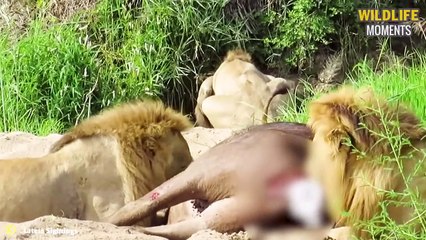 45 Brutal Moments Male Lion Fight & Hunting Prey Caught On Camera
