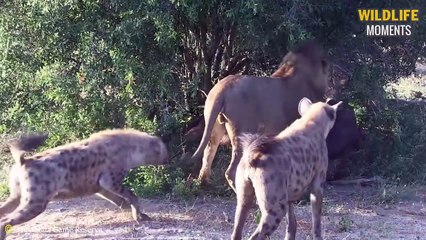 45 Craziest Moments Hyena Bully Injured Lion - Wildlife Moments