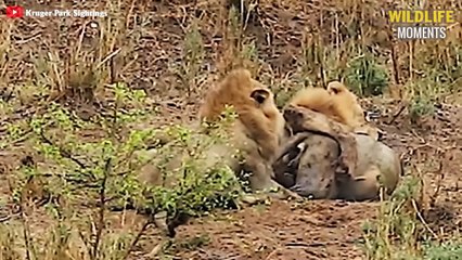 45 Craziest Moments Lion Fight Caught On Camera - Wildlife Moments