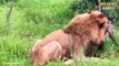 45 Epic Moments Lion Brutally Attacked Hyena @swagwildlifemoments