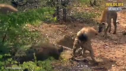 45 Painful Last Moments Of Wild Animals  - Wildlife Moments