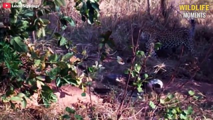 45 Shocking Moments Prey Against Predator - Wildlife Moments