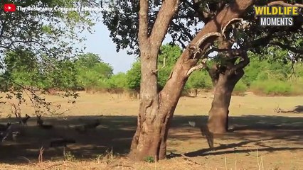 45 Touching Moments When Animals Save Their Babies From Predators - Wildlife Moments