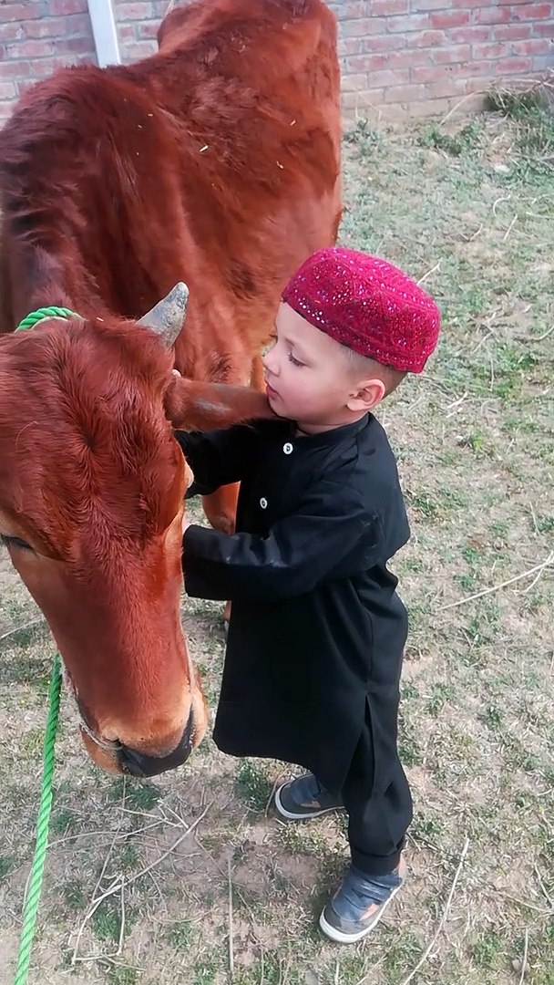 Child love with cow#cow video viral#video viral#short video viral