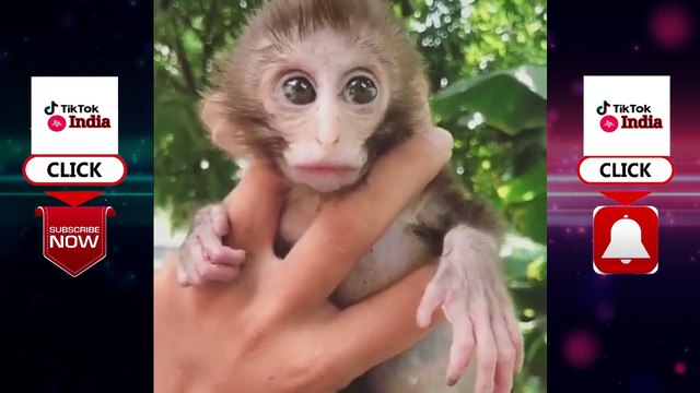 Funny Animals videos - funny monkey videos - funny vines videos - funny videos - funny vines - funny vines fails - ~