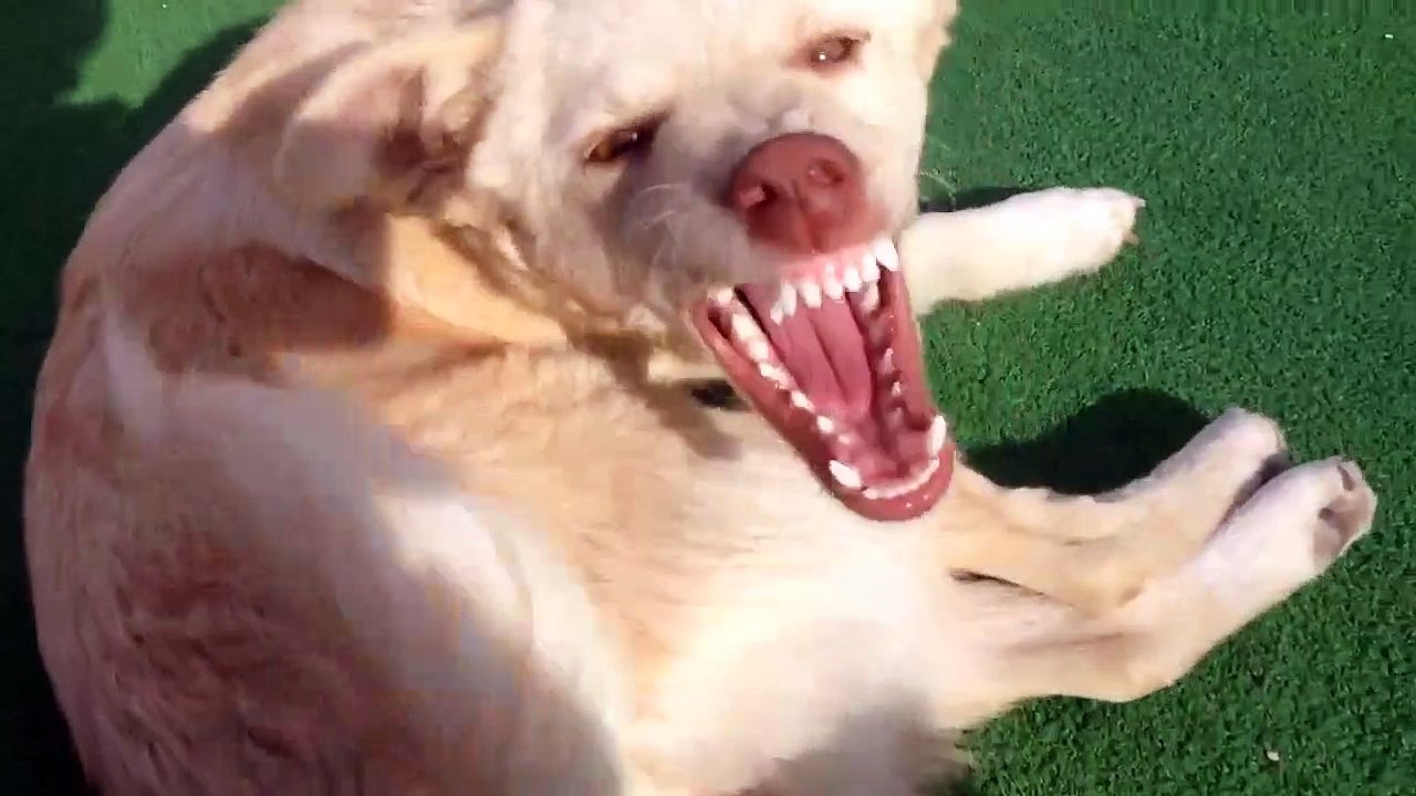 Chien qui se mord la queue Vidéo Dailymotion