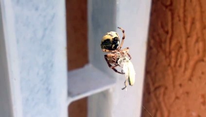 Araignée qui entoure une proie vivante dans sa toile