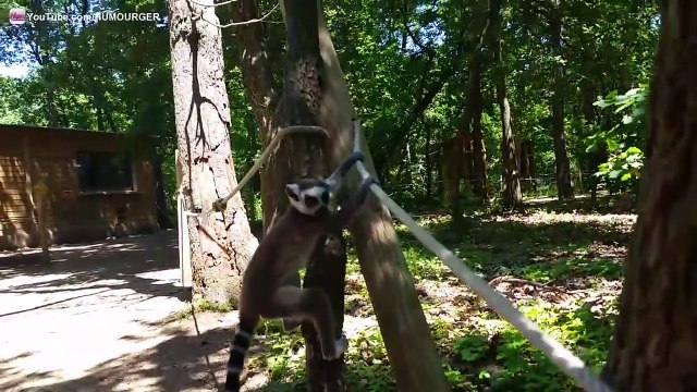 Trop drôle - un jeune Lémurien qui joue à cache-cache avec moi !