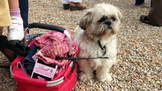 Concours International d'Attelage de Tradition à Rambouillet