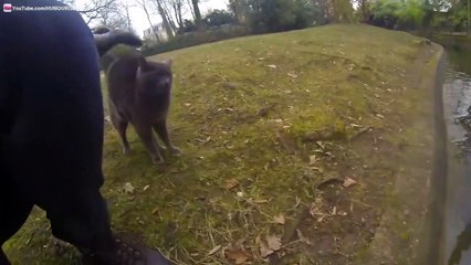 Attaque d'un Cygne agressif sur un beau Chat Chartreux