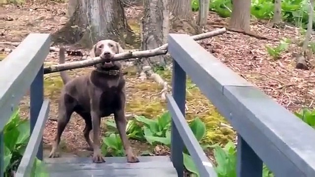 Funny Animals Compilation Epic Funny Animals Compilation Best Fail And Crazy Animals 2015