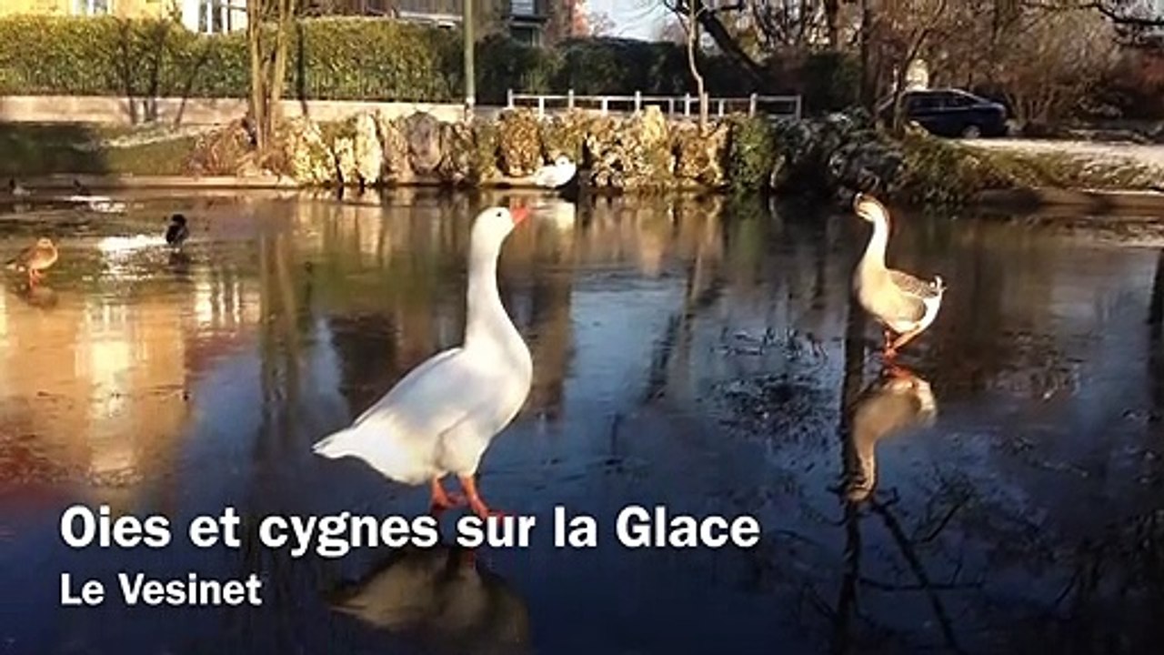 Oies, cygnes et canards sur la glace